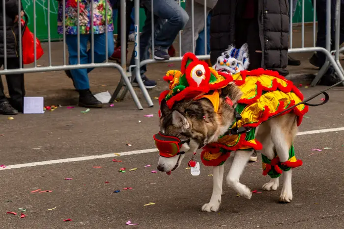A photo of a dog dressed up as a dragon for the Lunar New Year